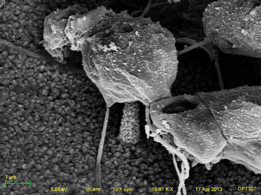In Lens Pireced Cell