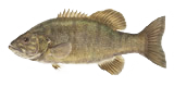 bass