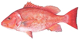 red snapper