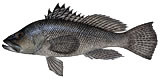 sea bass