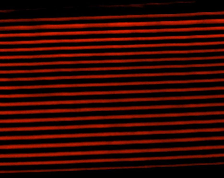 FIB inlens processed+colorized