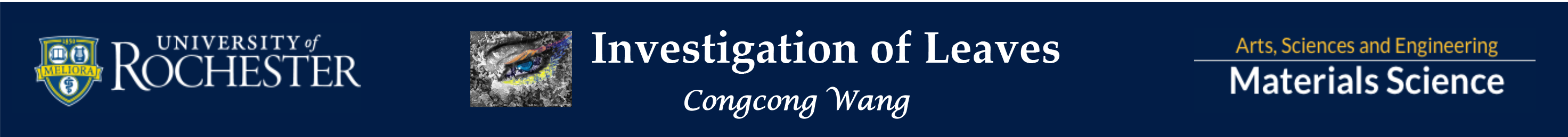 Investigation of leaves