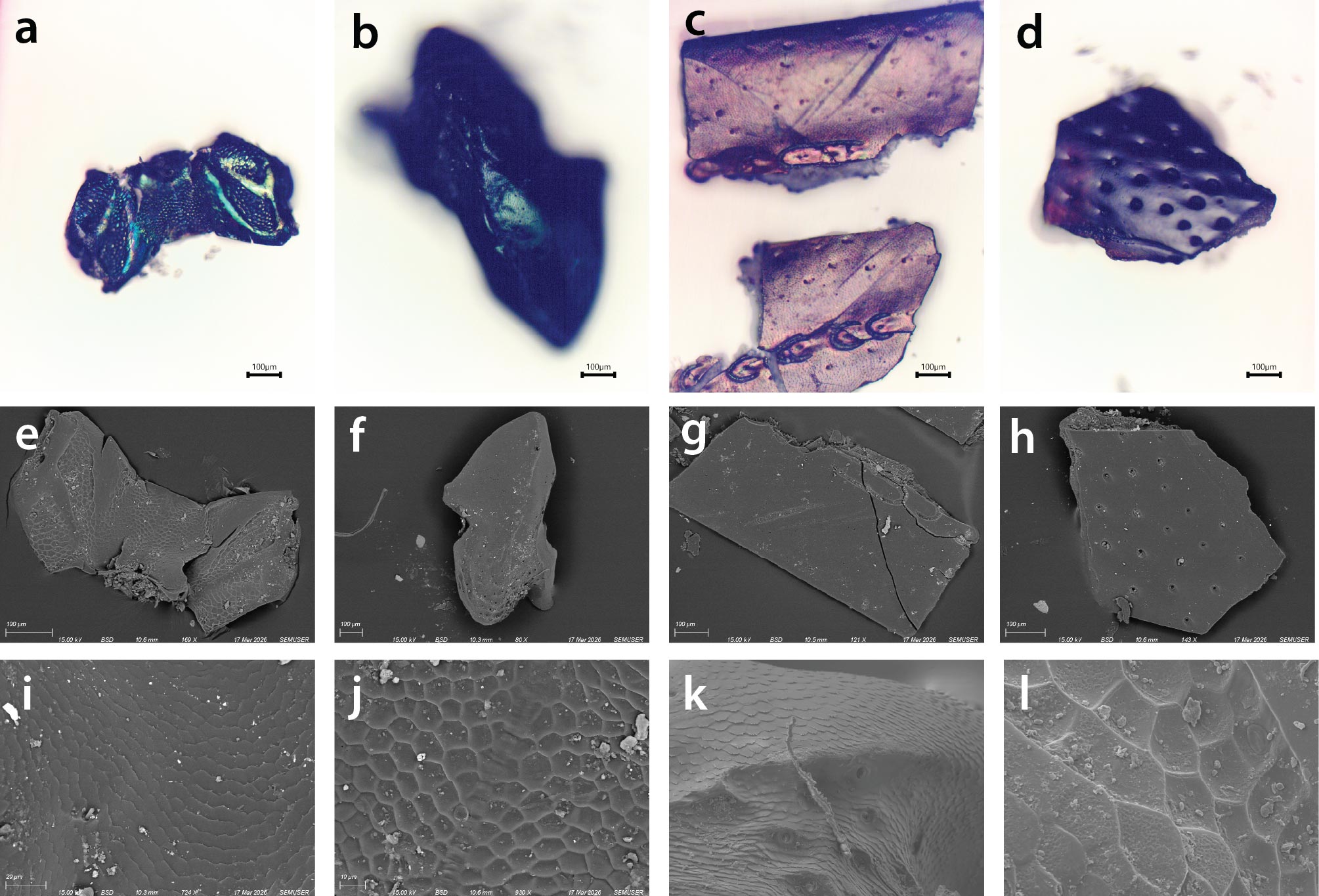 a grid of images showing 4 bug shell fragments in optical and SEM imaging