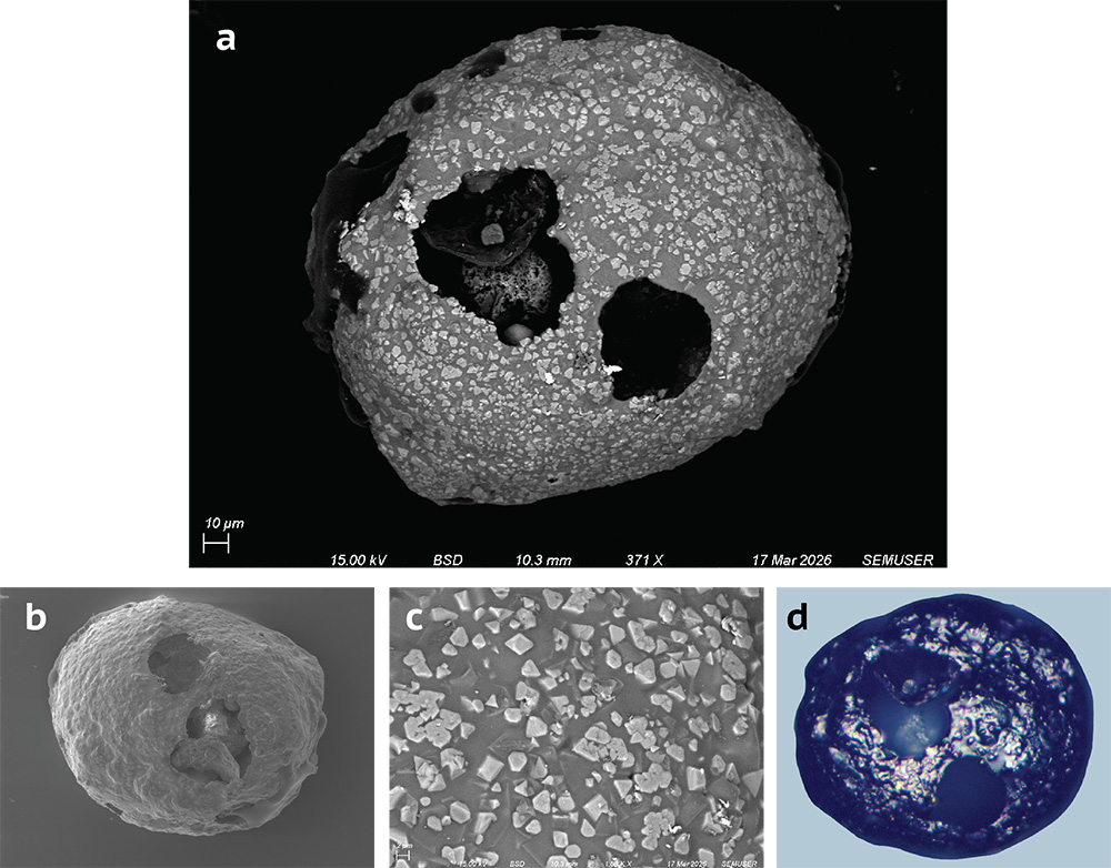 a spherical particle with a pattern of bright diamond shaped crystals in a darker matrix containing large vesicles, imaged using BSE, SE, and optical microscopy
