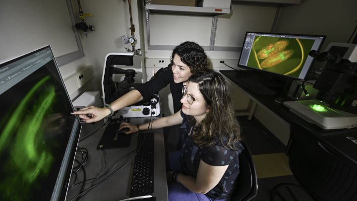 Assistant Professor Marisol Herrera-Perez and biomedical engineering PhD student Maria Camila Ferrucho using a fluorescent microscope to activate an optigenetic tool to observe how manipulating proteins affects the condensation of the ventral nerve cord of flies.