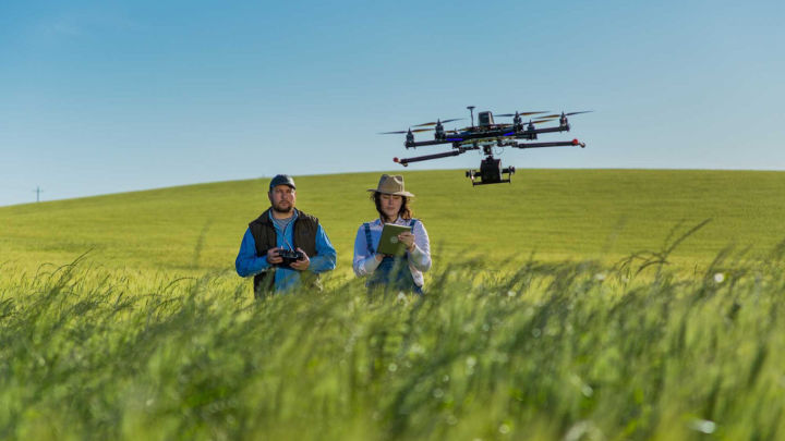 Two people in green wheat field with a drone flying nearby overhead.