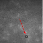 Figure 1. Kidney model polymer (40% DMSO + 5% PVA) under IR light, with visible 